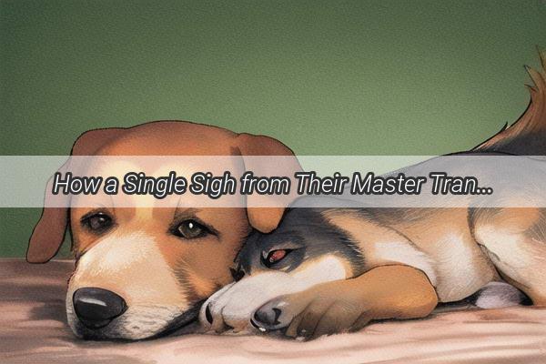 How a Single Sigh from Their Master Transforms a Dogs World A Heartwarming Tale